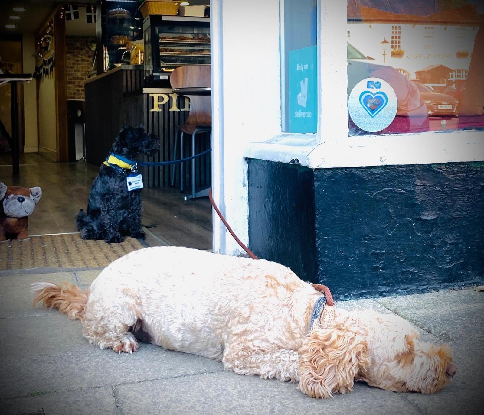Dogs welcome at Pirate Pasties