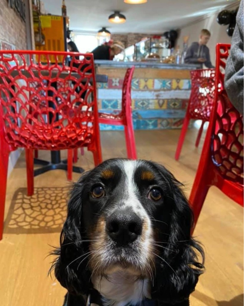 A dog sitting inside the Hamble shop